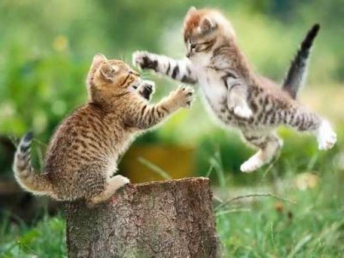 karate-cats - pisicute