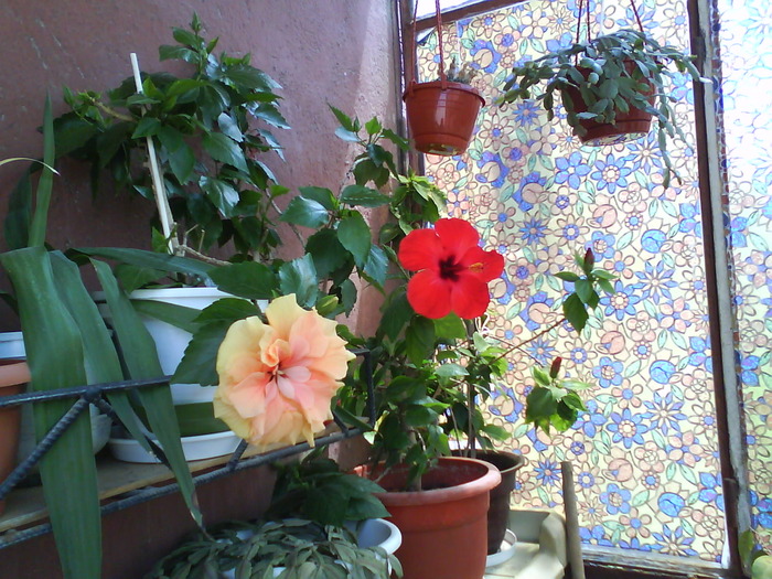 DSC00161 - Flori 2009