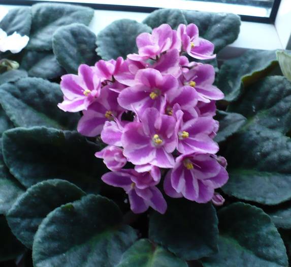 Chimera magenta - Saintpaulia - violete de camera