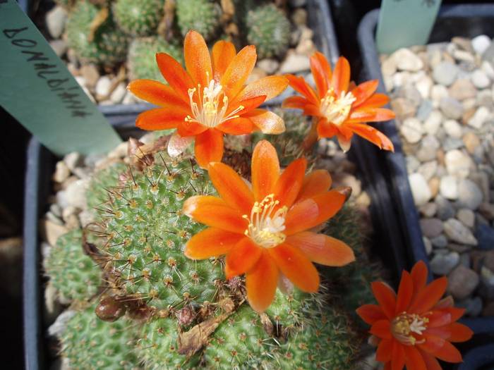 Rebutia donaldiana