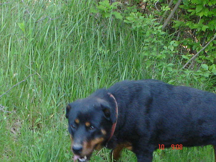 DSC04834 - BELLA poze noi