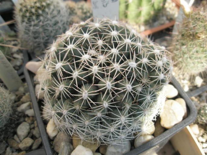 Escobaria misouriensis - CACTUSI - ANUL 2008