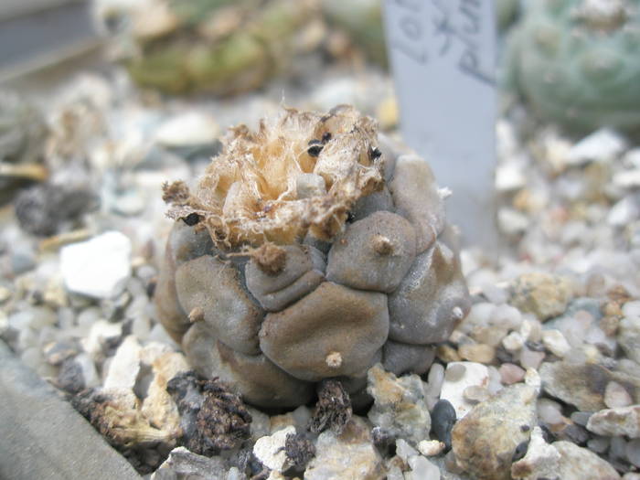 Lophophora williamsii pulvinata ? - plantele lui George Nitu