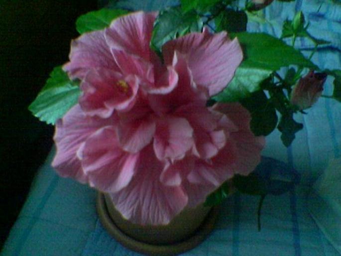 trandafir chinezesc - flori 2007