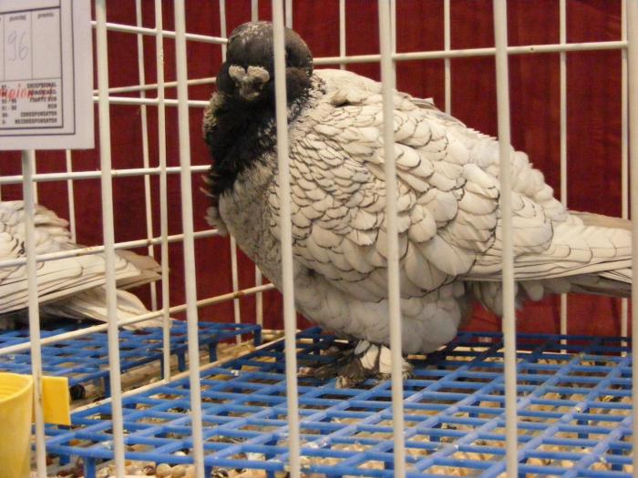 DSCF5659 - expozitia nationala de ornament decembrie  2008