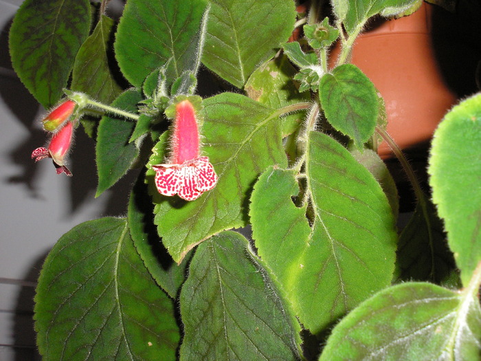 KOHLERIA