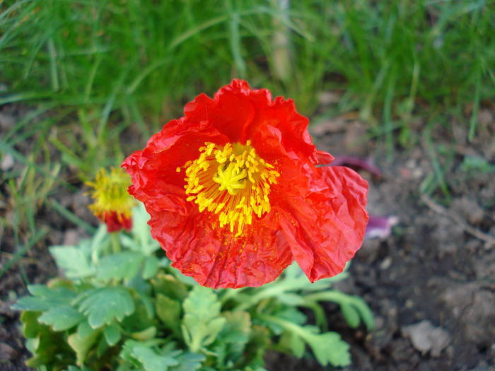 Red Poppy (2009, May 10) - 05 Garden in May