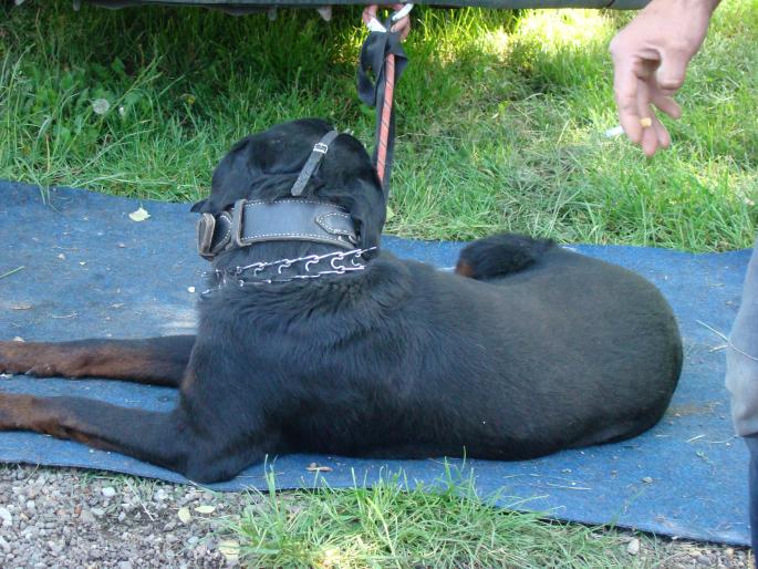 DSC00297; Rottweiler
