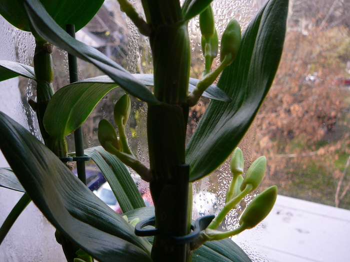 Boboci  Dendrobium nobile; boboci  dendrobium  nobile
