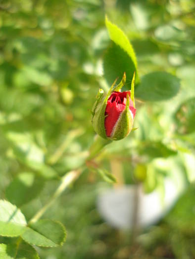 True Love rose, 15may2009 - True Love miniature rose