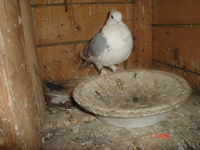 81 - C Porumbei Blueti si Satineti Vechi