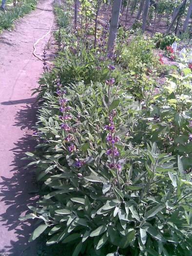 infloreste salvia - FLORI IN GRADINA