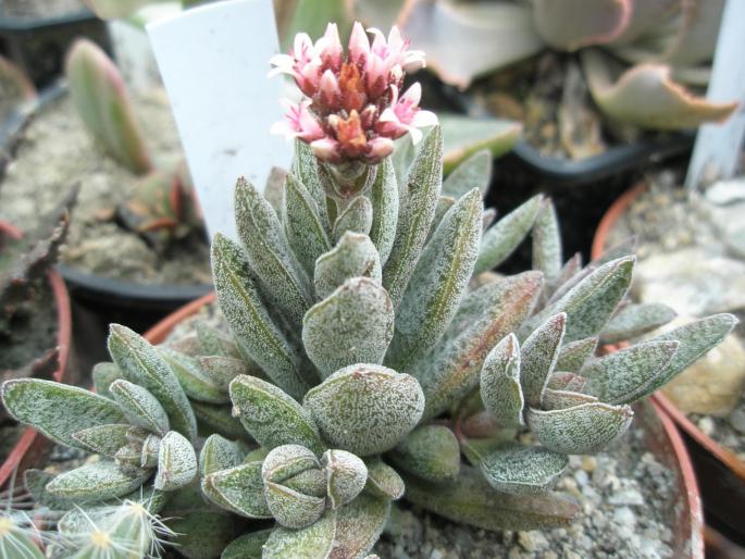 Crassula ausensis - Suculente 2008