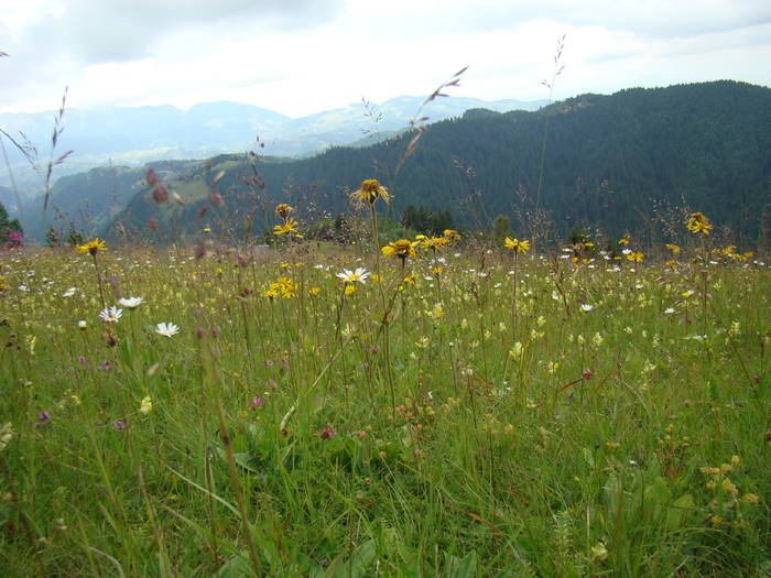 DSC03915 - Concediu 2009