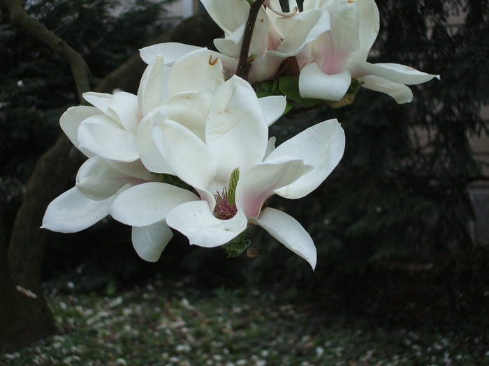 magnolie alba - magnoli