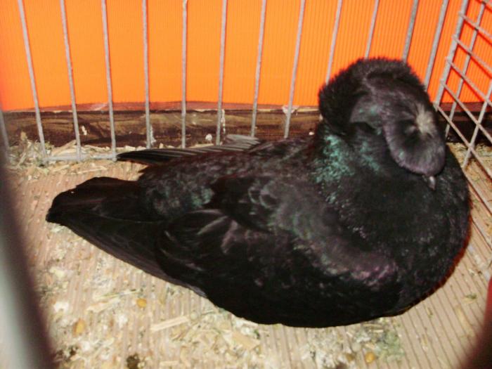 11697 tob franconian 1 - 1505 partea 5