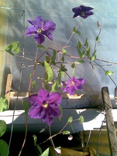 clematita - FLORI IN GRADINA