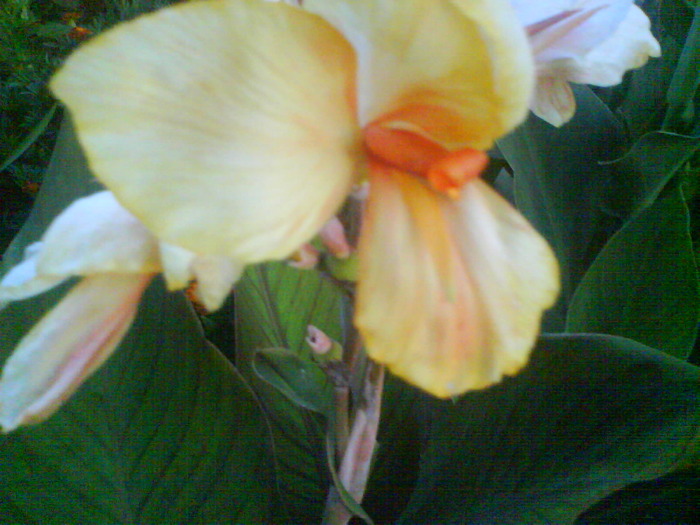 1131-1O LEI - canna indica 12 cul