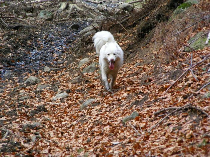 DSCF1662 - Sasa Samoyede