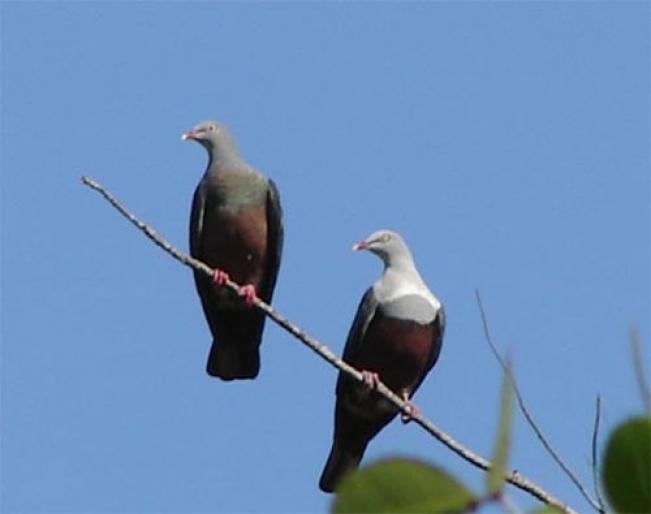 sipigeon1 - Porumbei salbatici