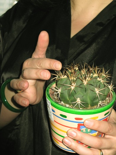 Gymnocalycium saglionis - CACTACEAE - diverse specii si genuri