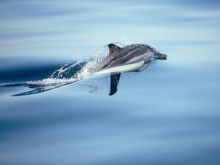 Dolphin Jump