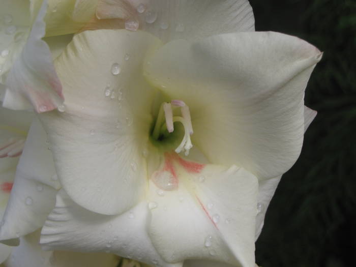 Gladiola Mon Amour 17 iul 2009 (4) - gladiole