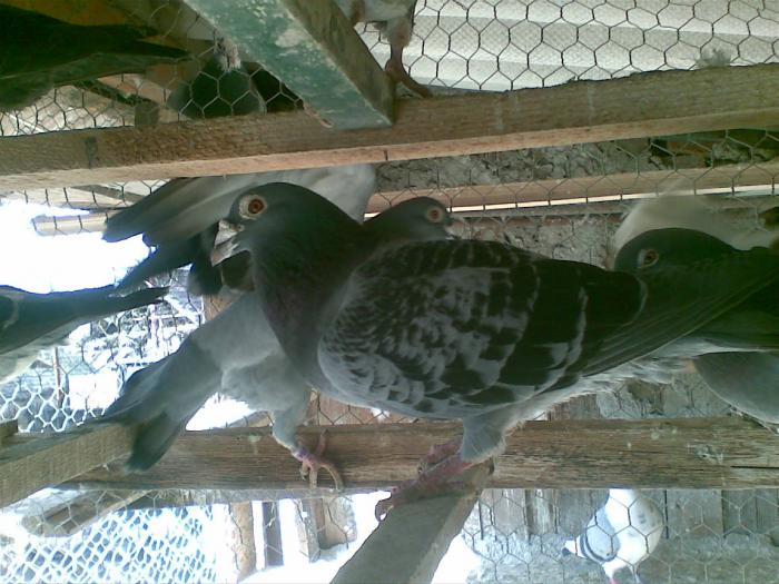M 2003 - Porumbei voiajori