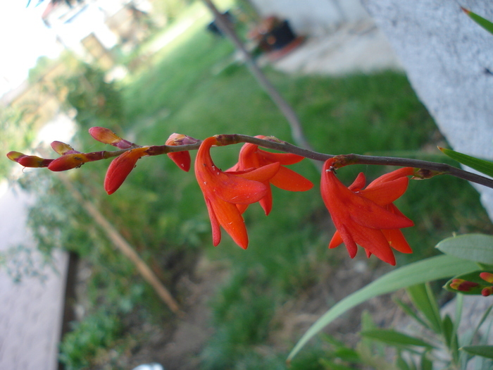 Crocosmia_Montbretia (2009, Aug.25) Crocosmia_Montbretia (2009, Aug.25)