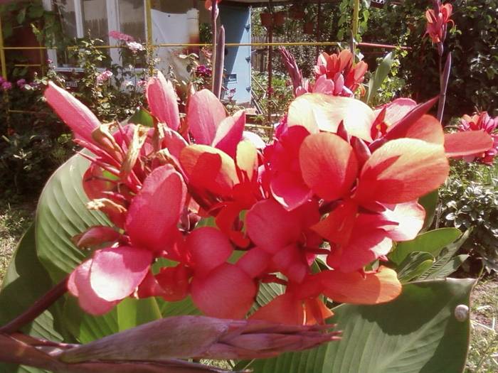 canna floare