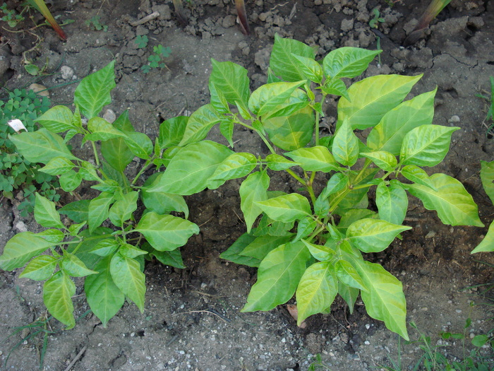 Habanero Peppers (2009, August 04)