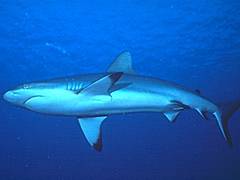 Rechin - poze muuuuuuuuuuuuuulte