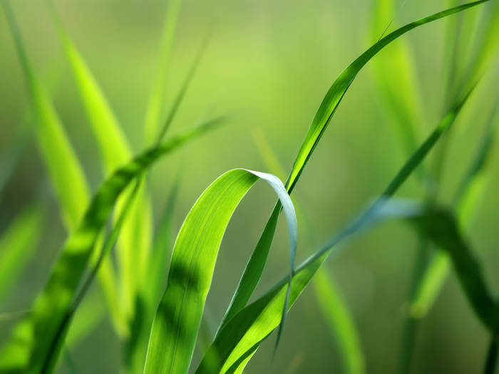 GreenGrass_1600
