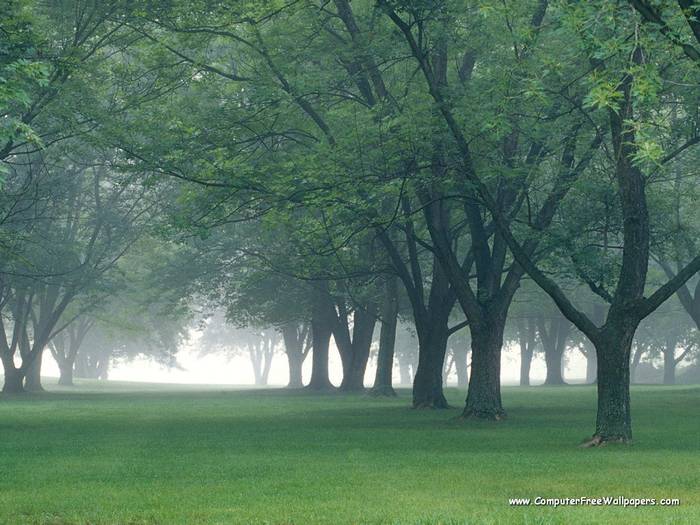 Wallpapers - Nature 9 - Early_Morning_Mist,_Central_Indiana - Very Beautiful Nature Scenes