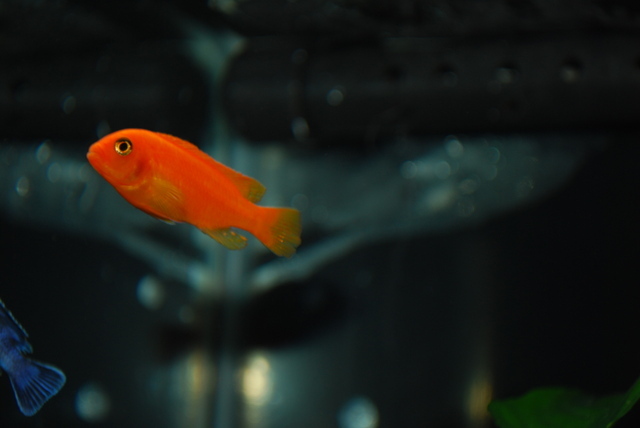 dsc0276e - African Cichlid