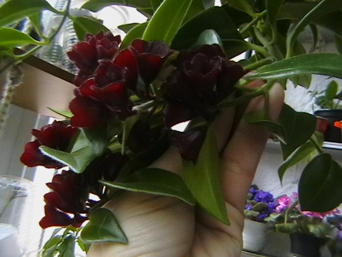 12.12 - aeschinanthus