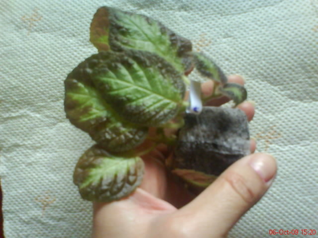 Episcia Inessa; Episcia Inessa
