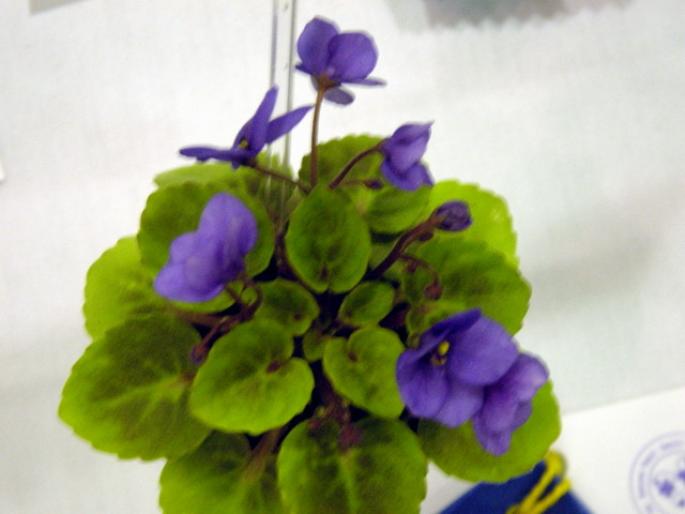 persian_prince_2005avsa_2 - violete de pe net 1