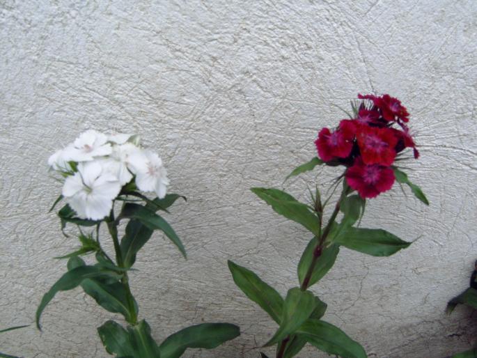 garofite-Dianthus barbatus (Sweet William ) - Plantele mele de terasa si exterior