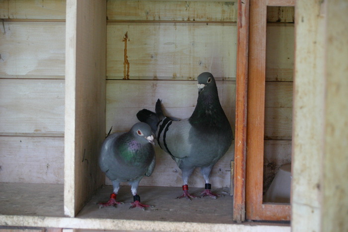kettesben=in familie - Ducok-Buildings for pigeons -Voliera