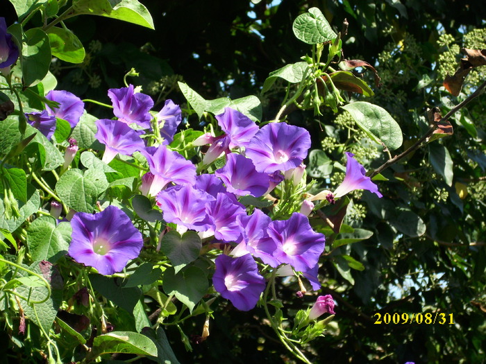 DSCI0606 - ipomoea-zorele