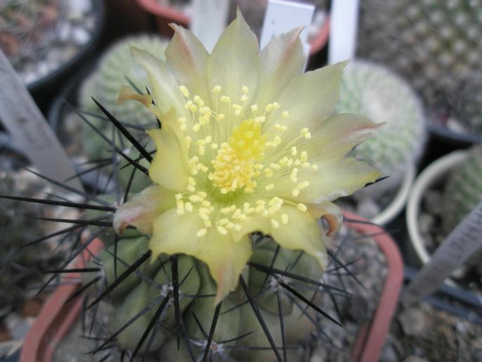 Copiapoa humilis - floare - CACTUSI - ANUL 2008