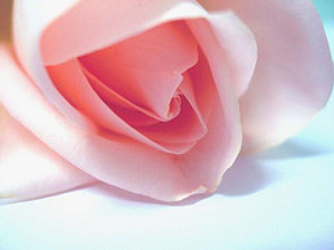 ai132386n444184 - animale si flori