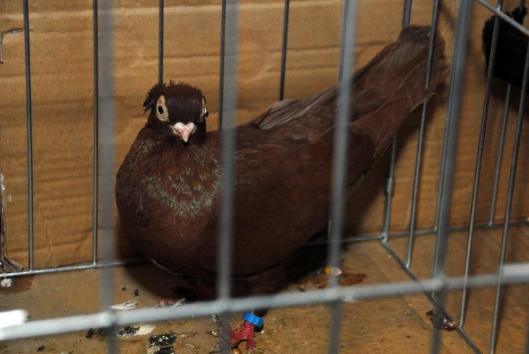 DSC_3802 - Campioni Expo TM2