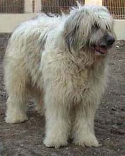iaro%20fraga%201mm