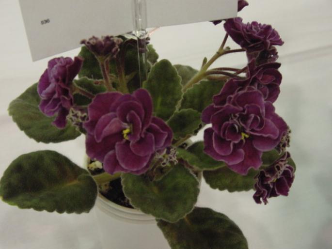Macs_Nocturne_2005avsa - violete de pe net