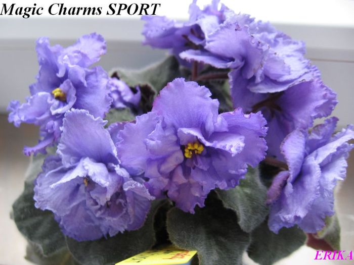 Magic Charms SPORT 2009 jun 6 - Violete de colectie