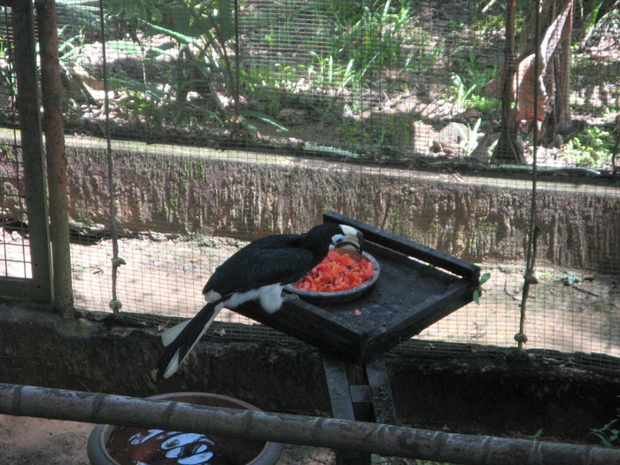 IMG_0065 - 2_1 - Kuala Lumpur Bird Park