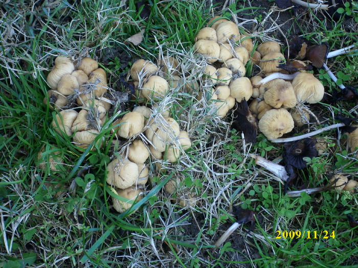 DSCI2892 - bureti si ciuperci