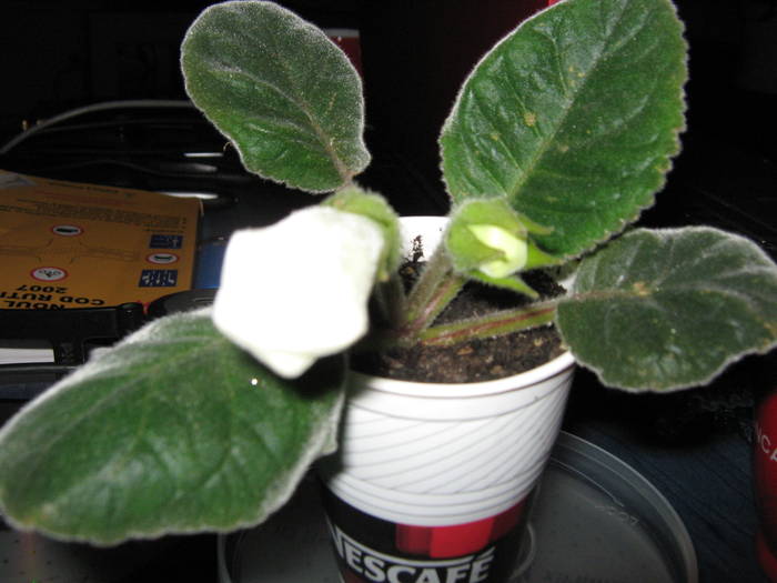 gloxinia alba cumparata